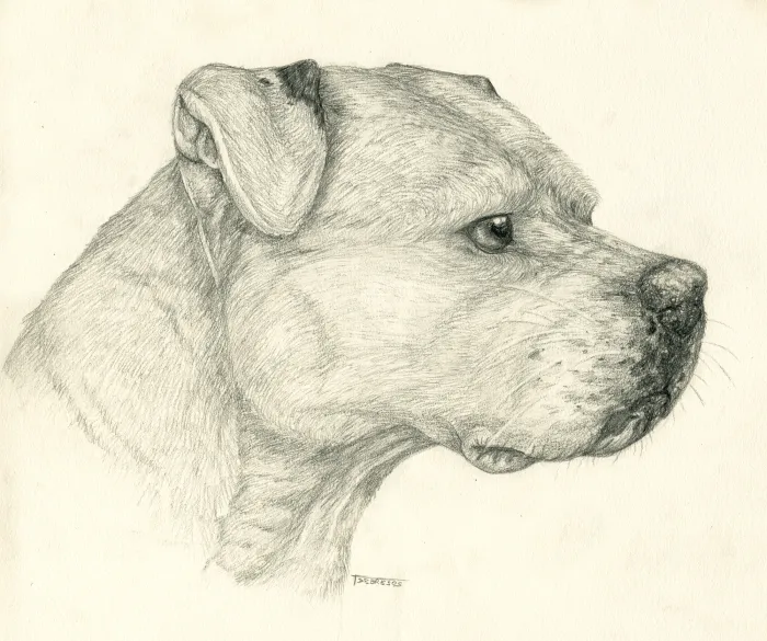 Pencil Pitbull by Tsebresos on deviantART