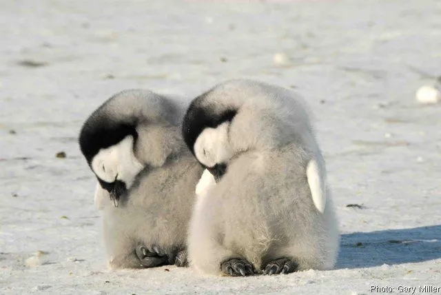 Penguin Chicks! - Baby Penguins Photo (14228433) - Fanpop