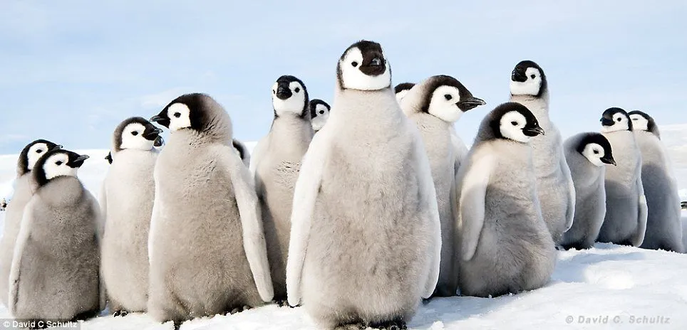 Penguin chicks take a break on the ice | Daily Mail Online