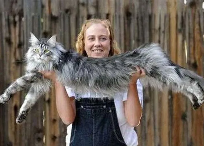 Pensa amb JOIA: GATOS GIGANTES - RAZA MAINE COON