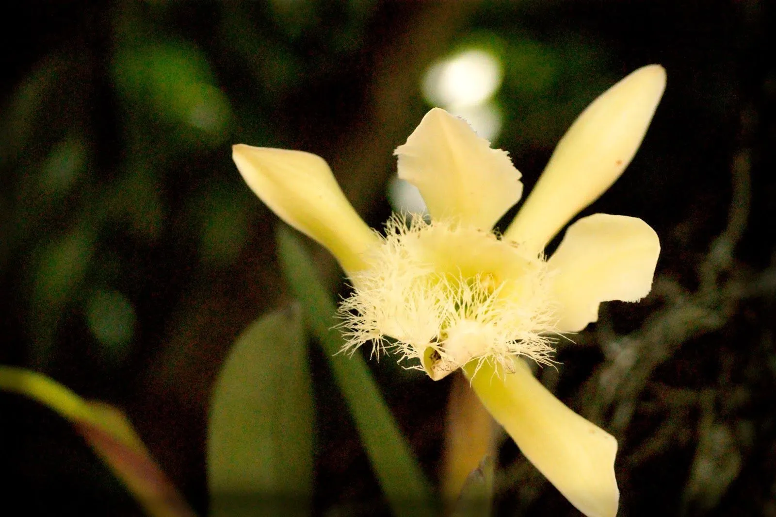 Pensamientos Maupinianos: Rhyncholaelia digbyana flor nacional de Honduras  (antes Brasavola Digbyana)