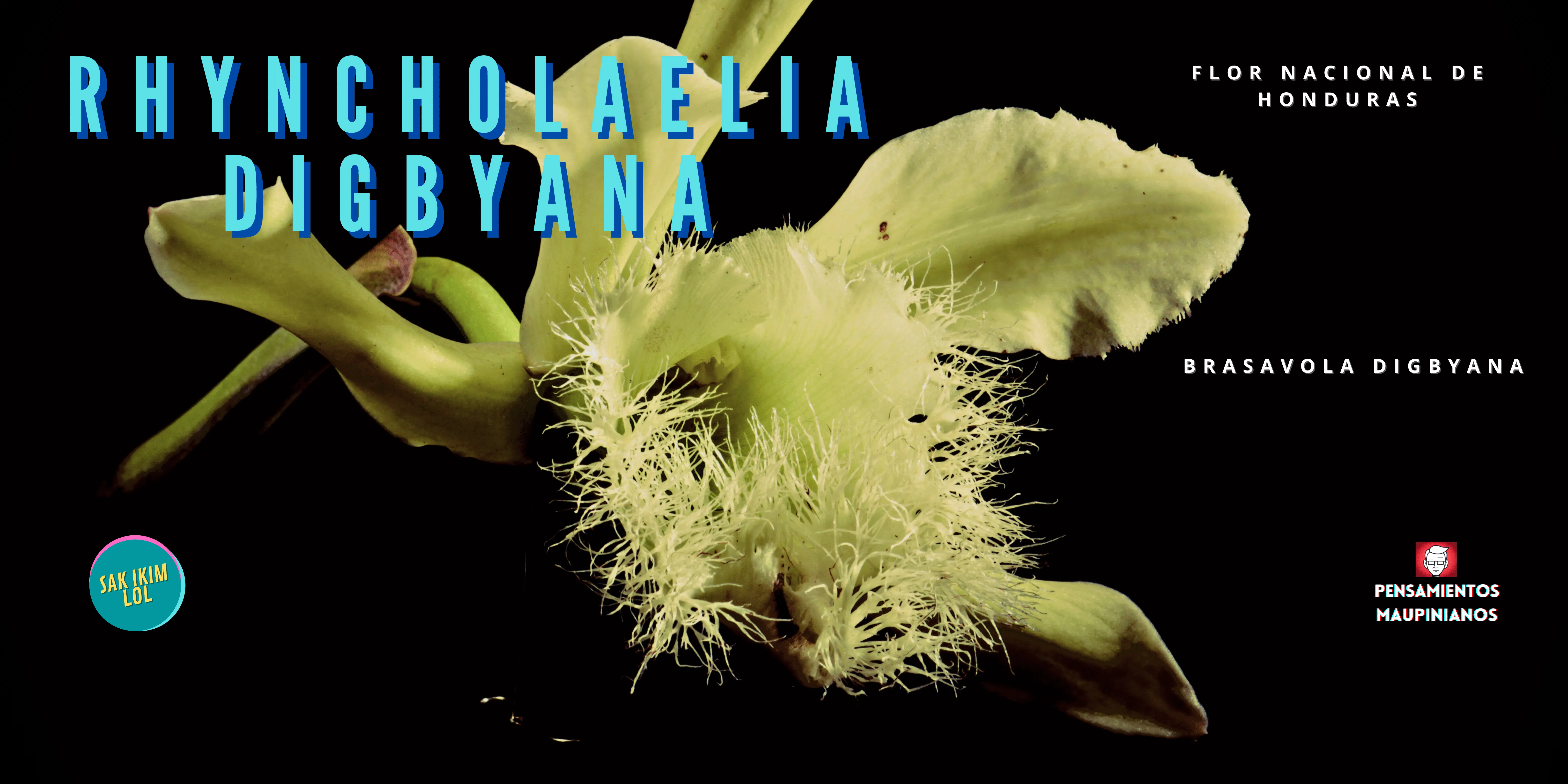 Pensamientos Maupinianos: Rhyncholaelia digbyana flor nacional de Honduras  (antes Brasavola Digbyana)