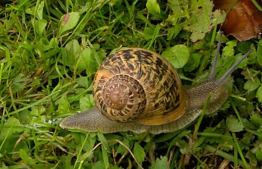 Pensamientos de la nada: El perro y el caracol