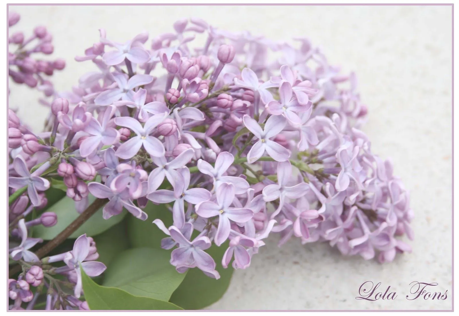 Pensando Jardines: TIEMPO DE LILAS