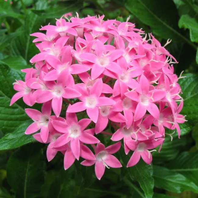 Pentas, atractivo ejemplar para Mariposas y Colibríes | Jardín