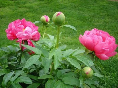 Peonia, una flor asiática | Cuidar de tus plantas es facilisimo.com