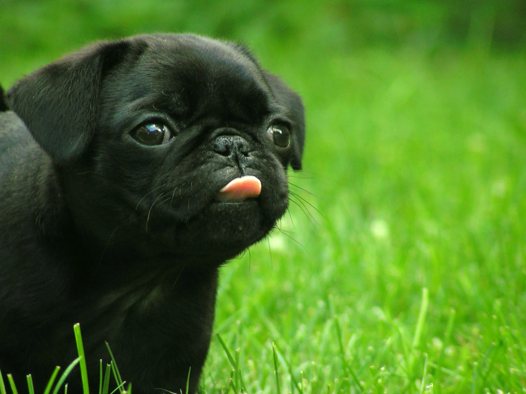 Pepper the black Pug puppy! [DO NO STEAL THIS!] | Flickr - Photo ...