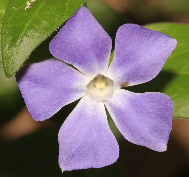 Pequeña flor morada