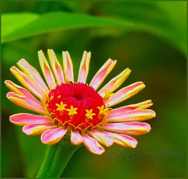 Cinco pequeñas flores en una flor | Flickr - Photo Sharing!