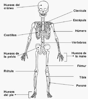 PEQUEÑO JARDÍN: ¿CÓMO SOMOS POR DENTRO?