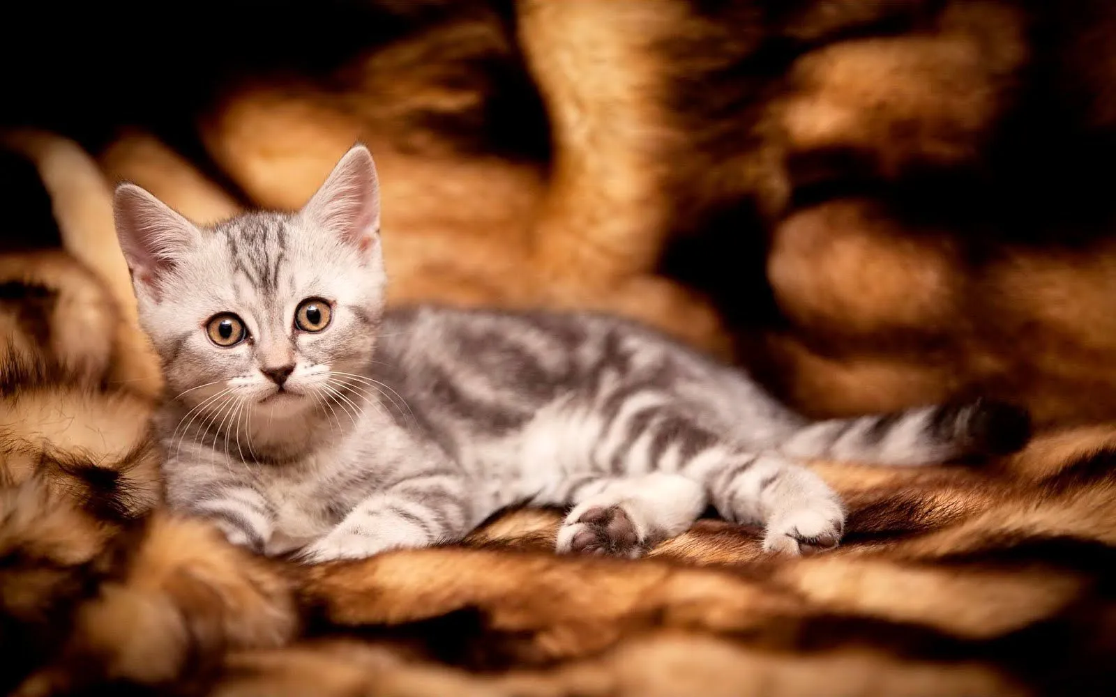 Un pequeño minino llamado "Kity" - Gatitos lindos | Banco de Imagenes