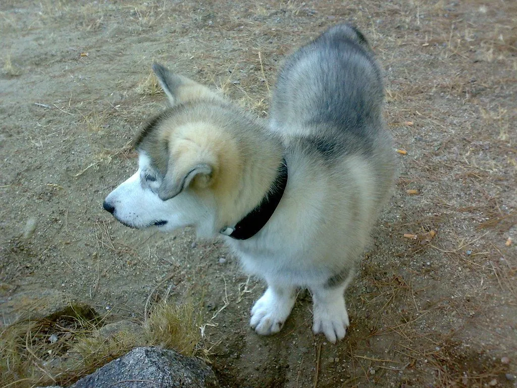 mi pequeño perro de bolsillo | Cuidar de tu perro es facilisimo.