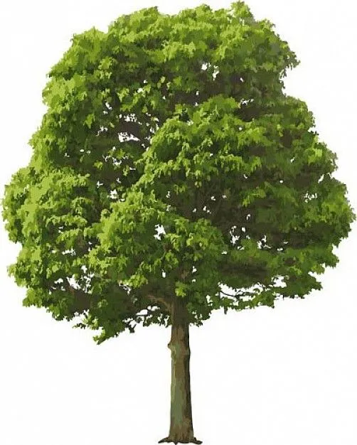 Nuestro pequeño vivero I: “Ventajas del vivero personal” | Los ...