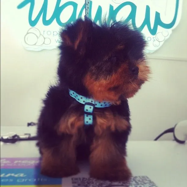 El pequeño Yoshi, #yorkie bebé de @angelicaste86, acaba de salir ...