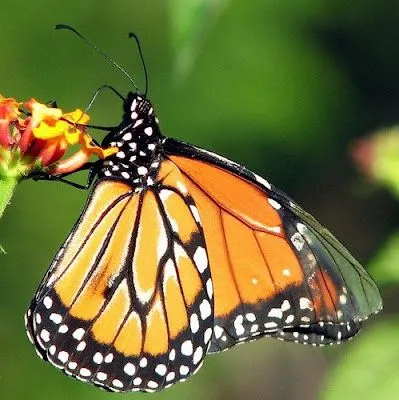 Per la Terra: La Mariposa Monarca