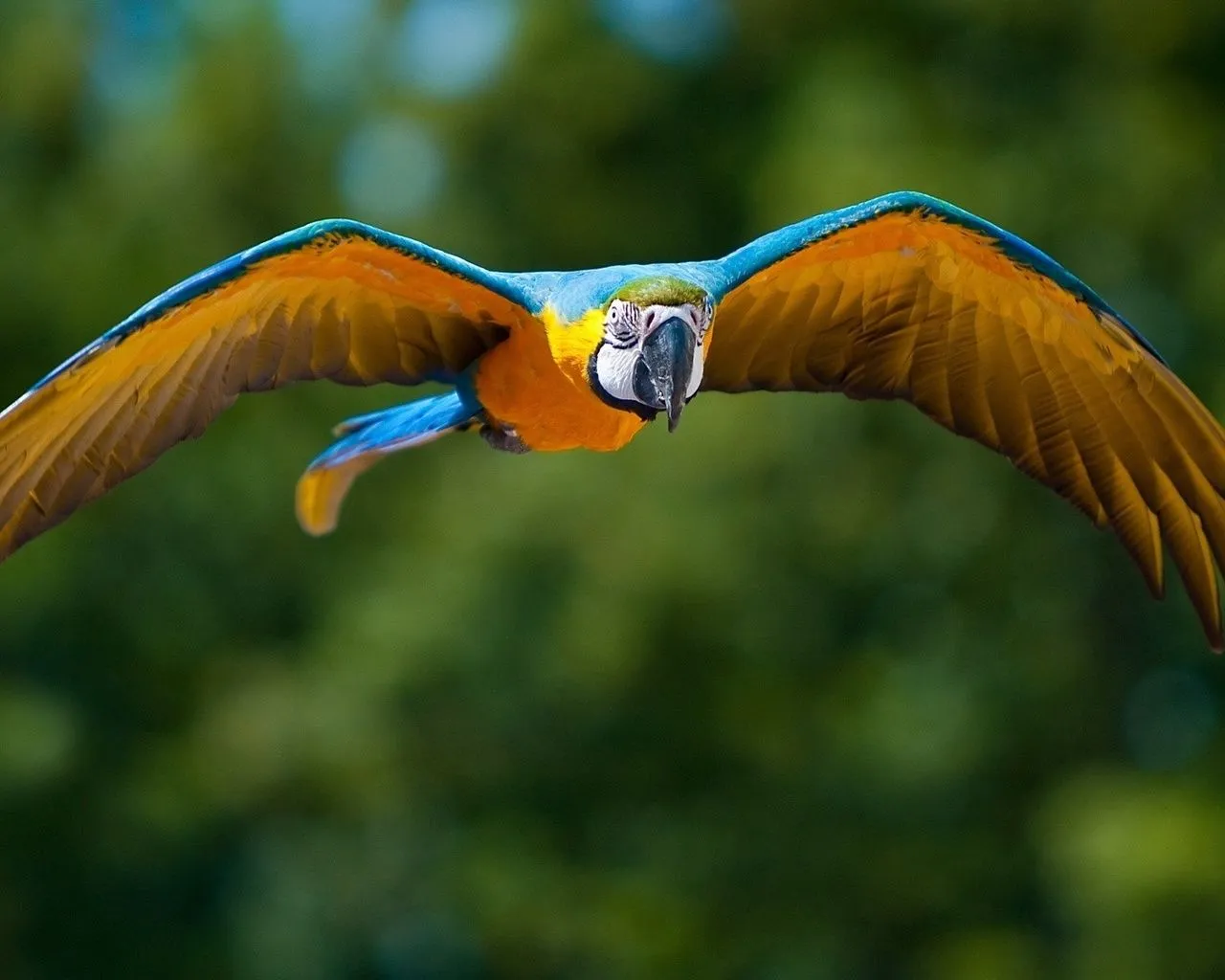 Qué hacer si perdemos a nuestro loro, agapornis o periquito | más ...