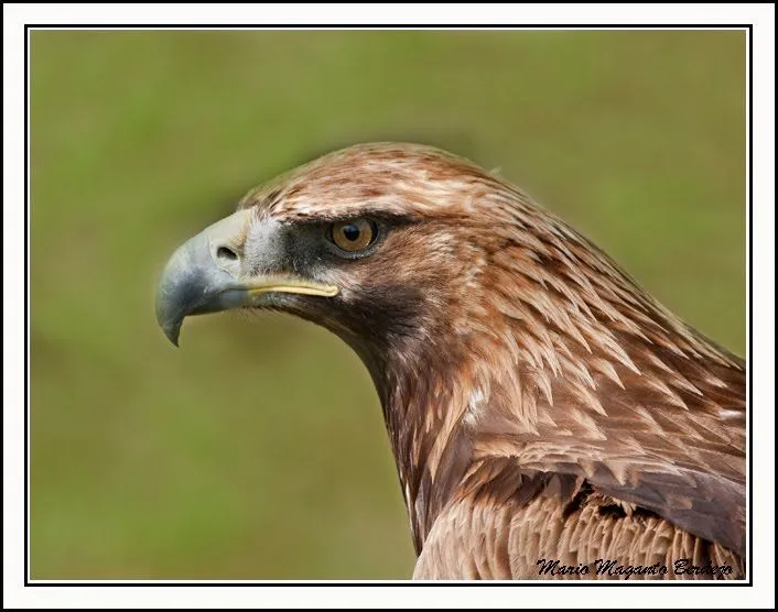 PERDIDO EN EL AMAZONAS: Aquila chrysaetos (Aguila real, aguila caudal)