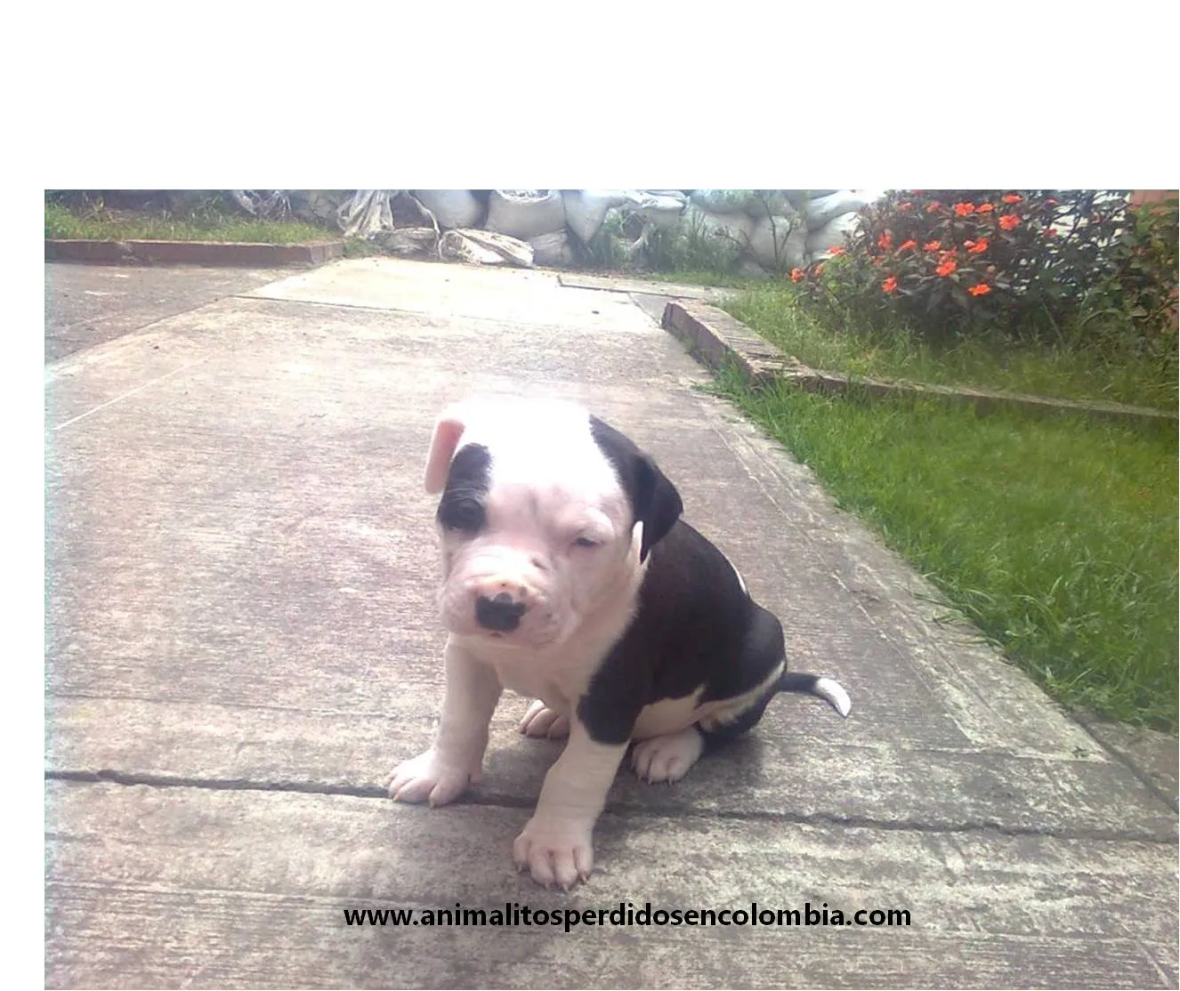 PERDIDO BOGOTÁ- PERRO CACHORRO PITBULL BLANCO NEGRO CASTILLA ...