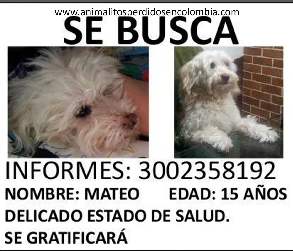 PERDIDO BOGOTÁ - PERRO FRENCH POODLE BLANCO RECIÉN PELUQUEADO ...