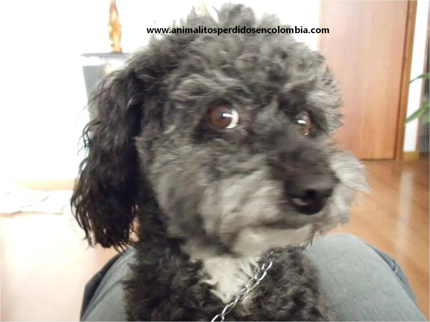 PERDIDO BOGOTÁ-PERRO POODLE GRIS NEGRO HAYUELOS CC CAPELLANIA ...