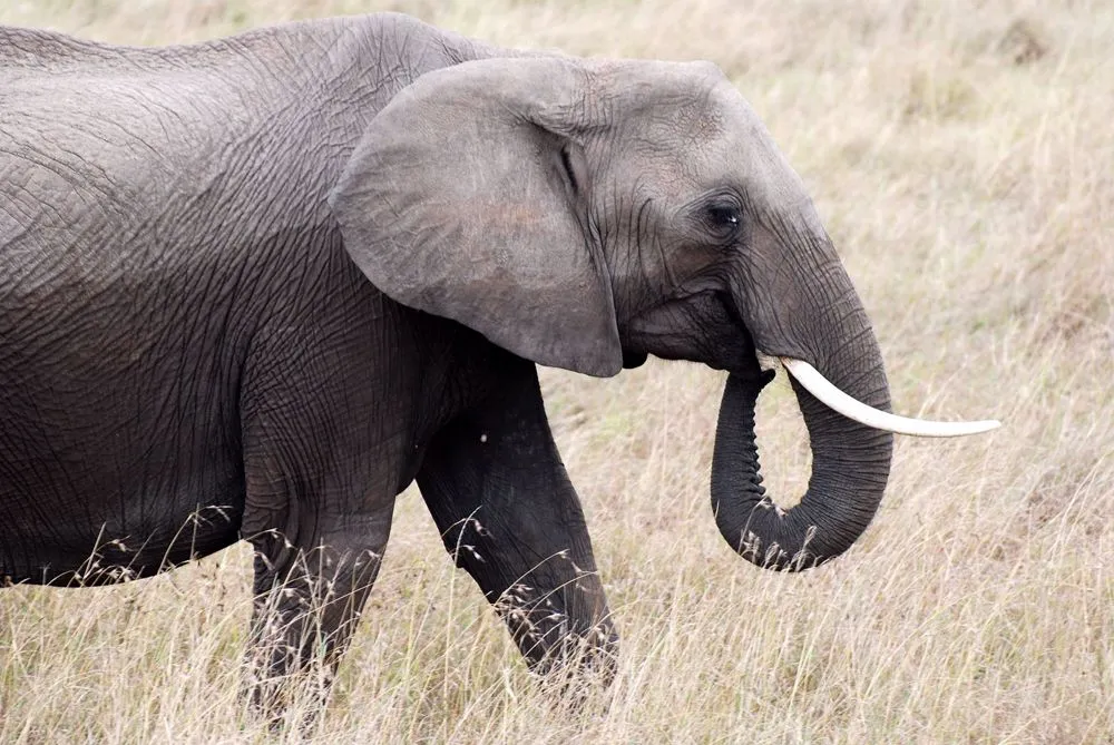 Perfil de Elefante en Masai Mara (Kenia) | enalma fotografías