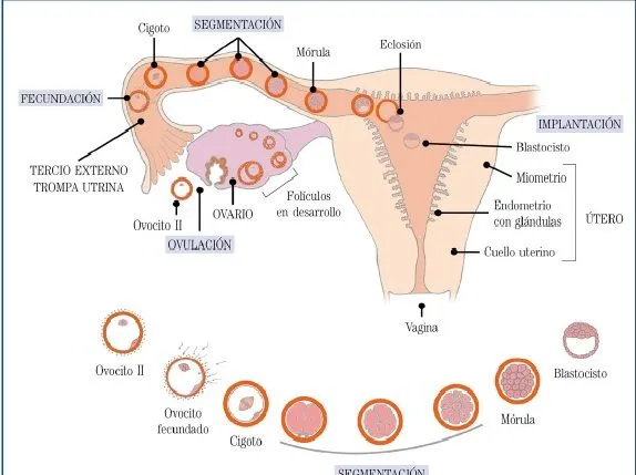 Perfil Embriológico Bucodental: Embriología General Humana.