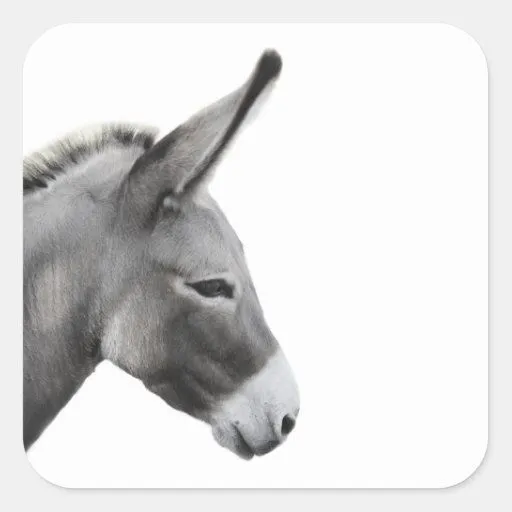 Perfil principal del burro pegatinas cuadradas de Zazzle.