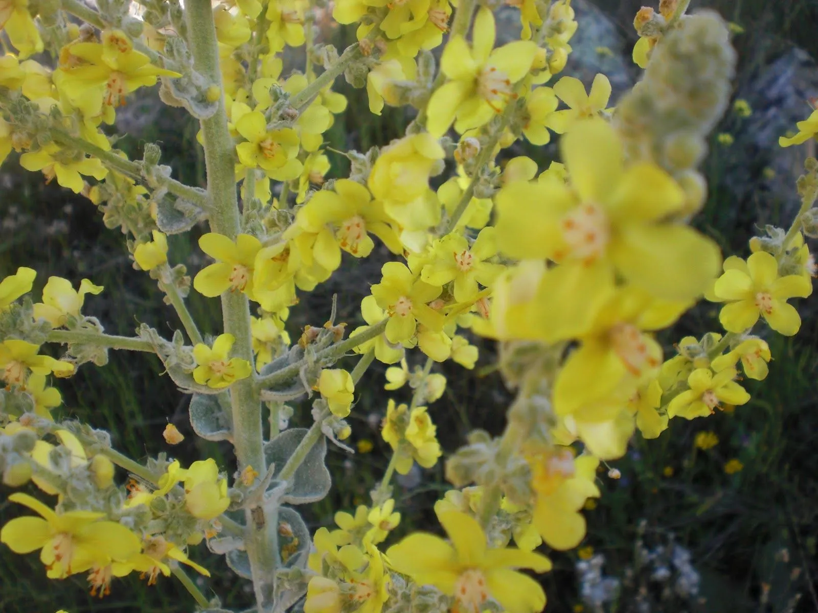 Perfumes y luces de Extremadura: Gordolobo. Verbascum pulverulentum.