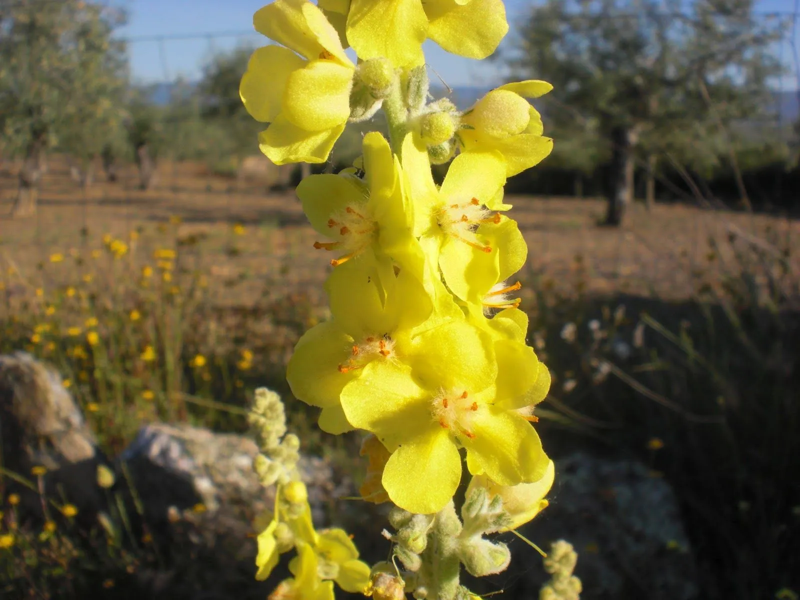 Perfumes y luces de Extremadura: Gordolobo. Verbascum pulverulentum.