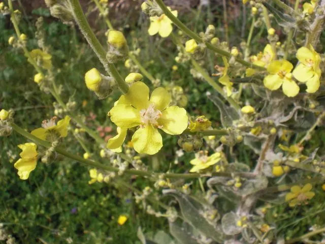 Perfumes y luces de Extremadura: Gordolobo. Verbascum pulverulentum.