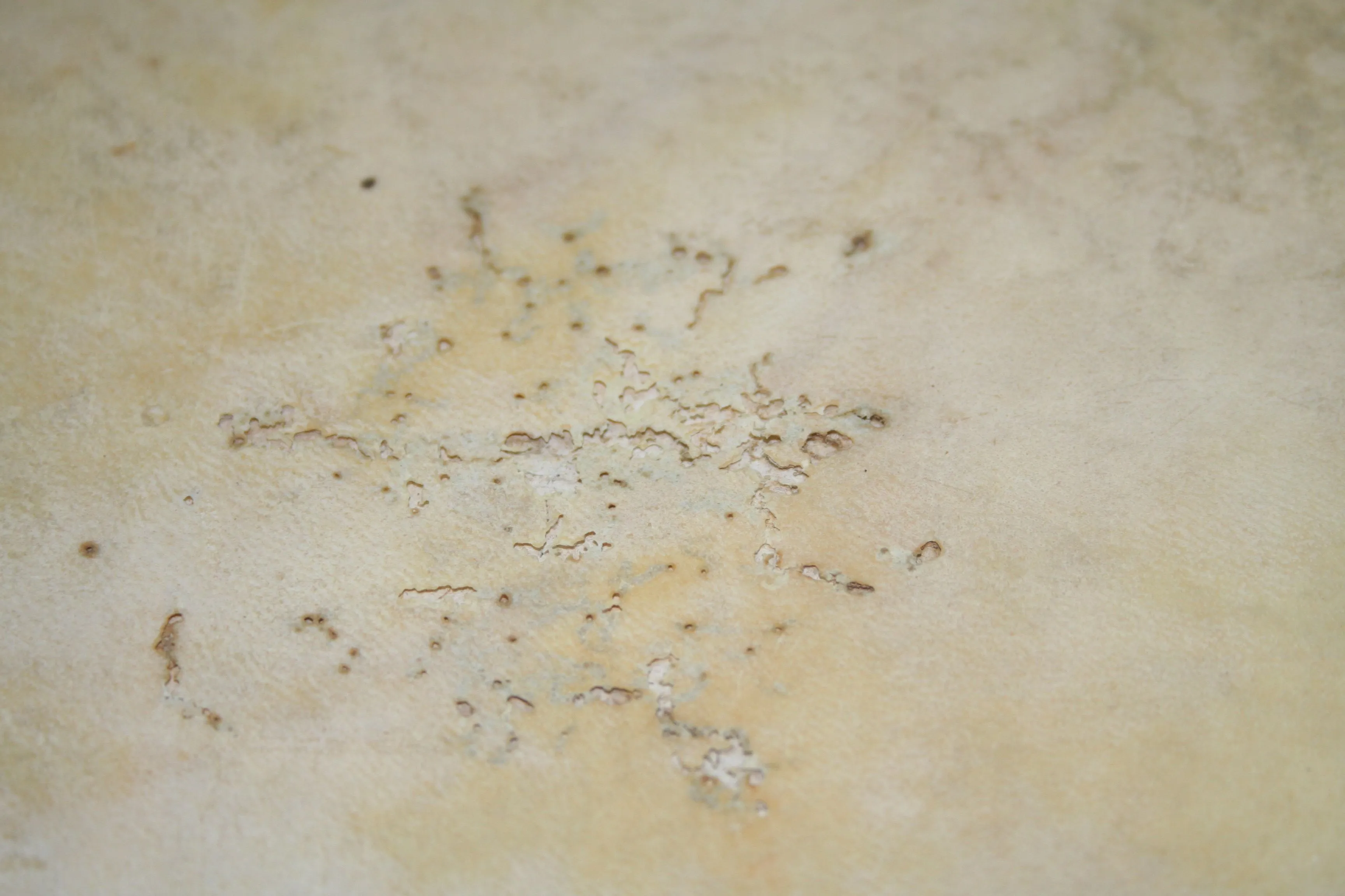 El pergamino (2ª parte): Causas de degradación | Encuadernaciones ...