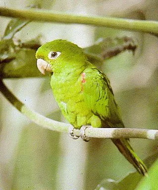 Animales : perico - Taringa!