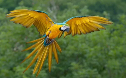 Perico de colores volando en las praderas | Banco de Imágenes