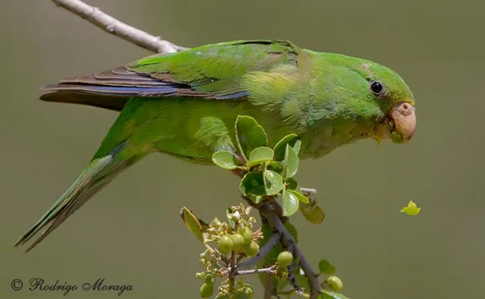 Perico cordillerano - AVES DE CHILE