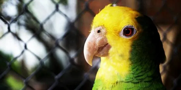 Tiene usted un perico o loro mexicano? | Adopta.mx