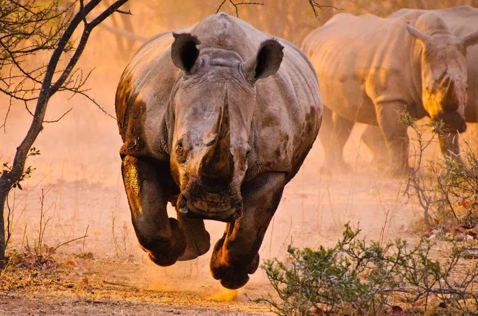 Perífrasis del Alma: Rinoceronte: el animal con el que más me ...