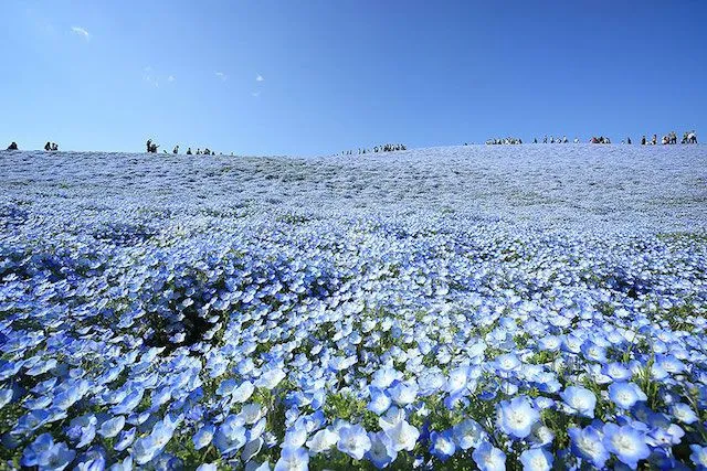 Periodico 637 : Campos azules