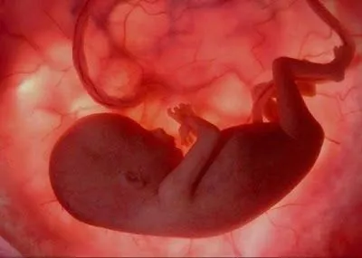 Periodo Fetal | Webquest: Concepto, Origen, Estructura, Plantillas ...