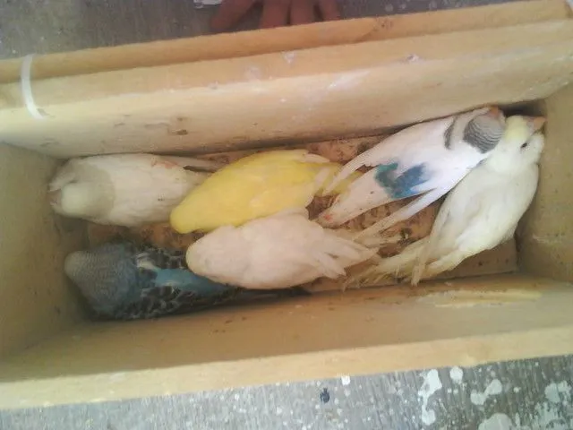 Periquitos Australianos y otras aves - Mis bebes ya emplumados ...