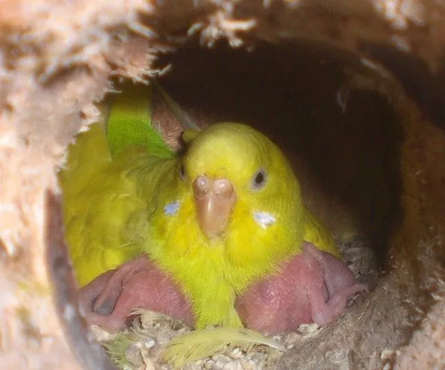 Periquitos australianos - bebes con parpados color decolorados ...
