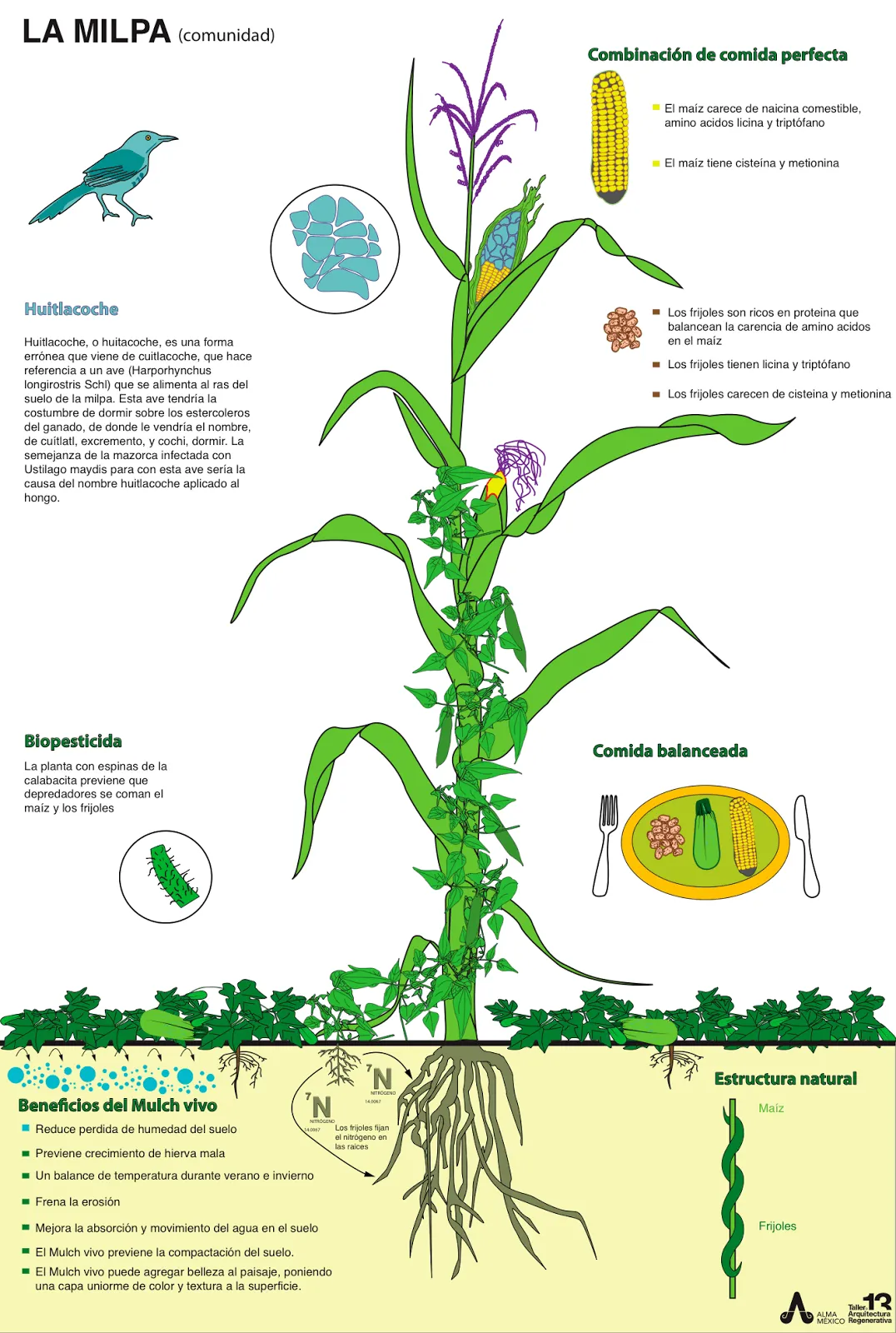 Permacultura, Autosuficiencia y Tecnología: Milpa (Calabazas ...