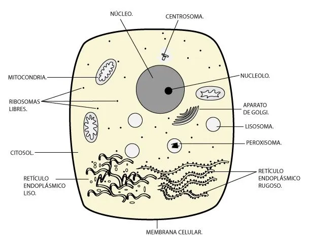 Peroxisomas | el moderno prometeo