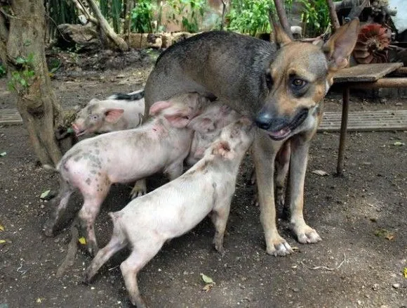 Una perra amamanta a 14 puerquitos en Camagüey -- ¡Que no cunda el ...