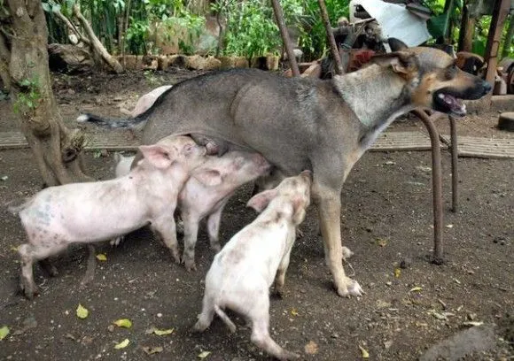 Una perra amamanta a 14 puerquitos en Camagüey | Cubadebate