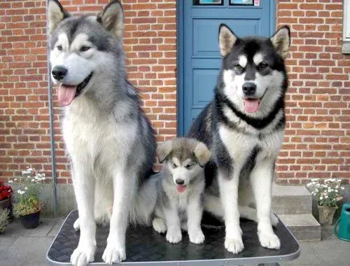 Perra Cruza entre un Husky Siberiano (Ruso) y un Labrador - Taringa!