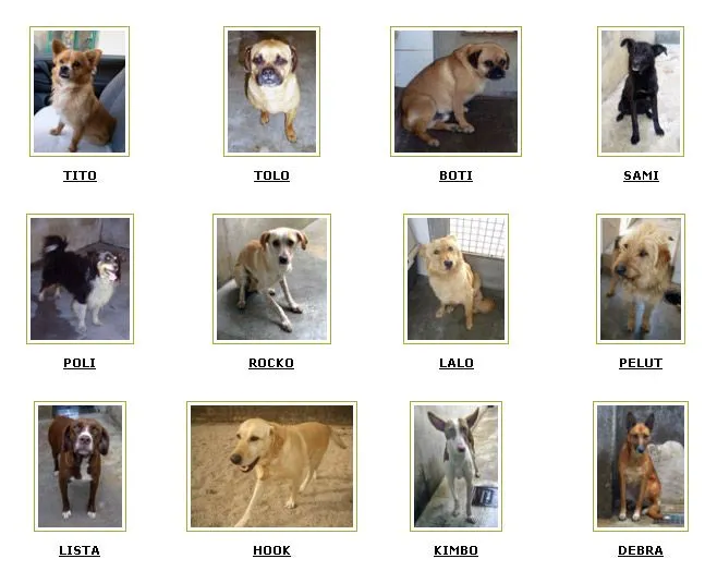 Perras | En busca de una segunda oportunidad