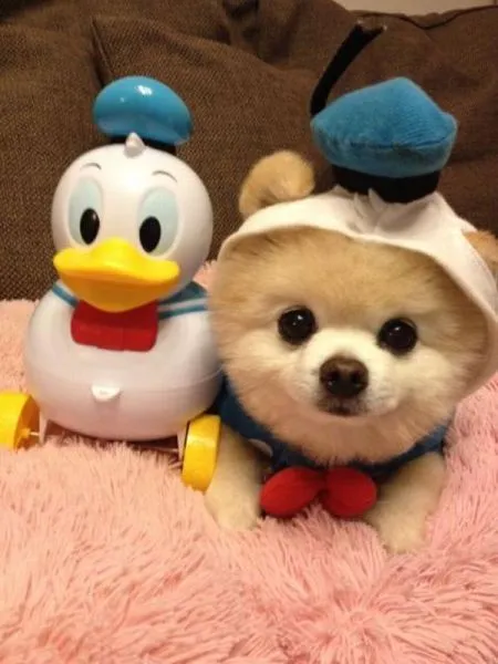 Perrito disfrazado de Donald - Mascotas Yep