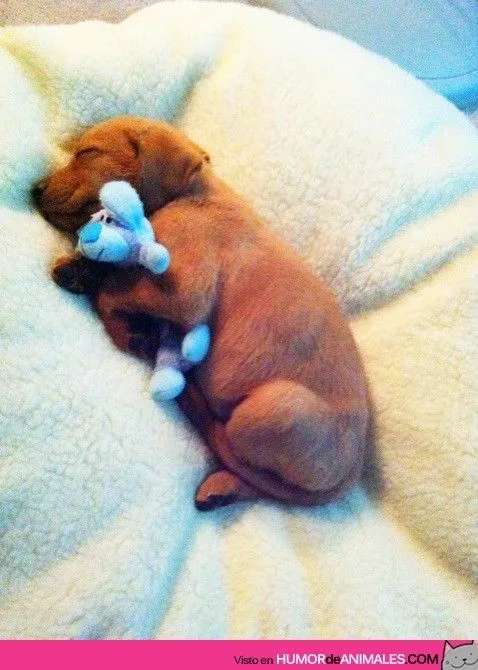 Perrito durmiendo con peluche - 4RISAS mini