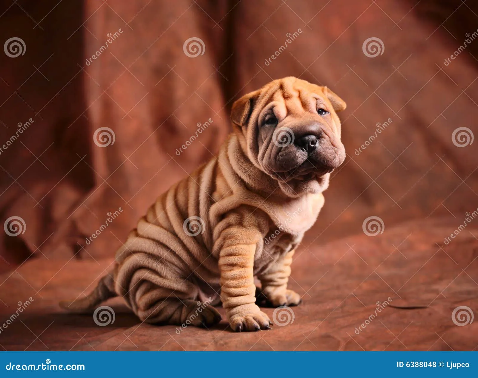 Perrito Lindo Del Sharpei Fotos de archivo libres de regalías ...