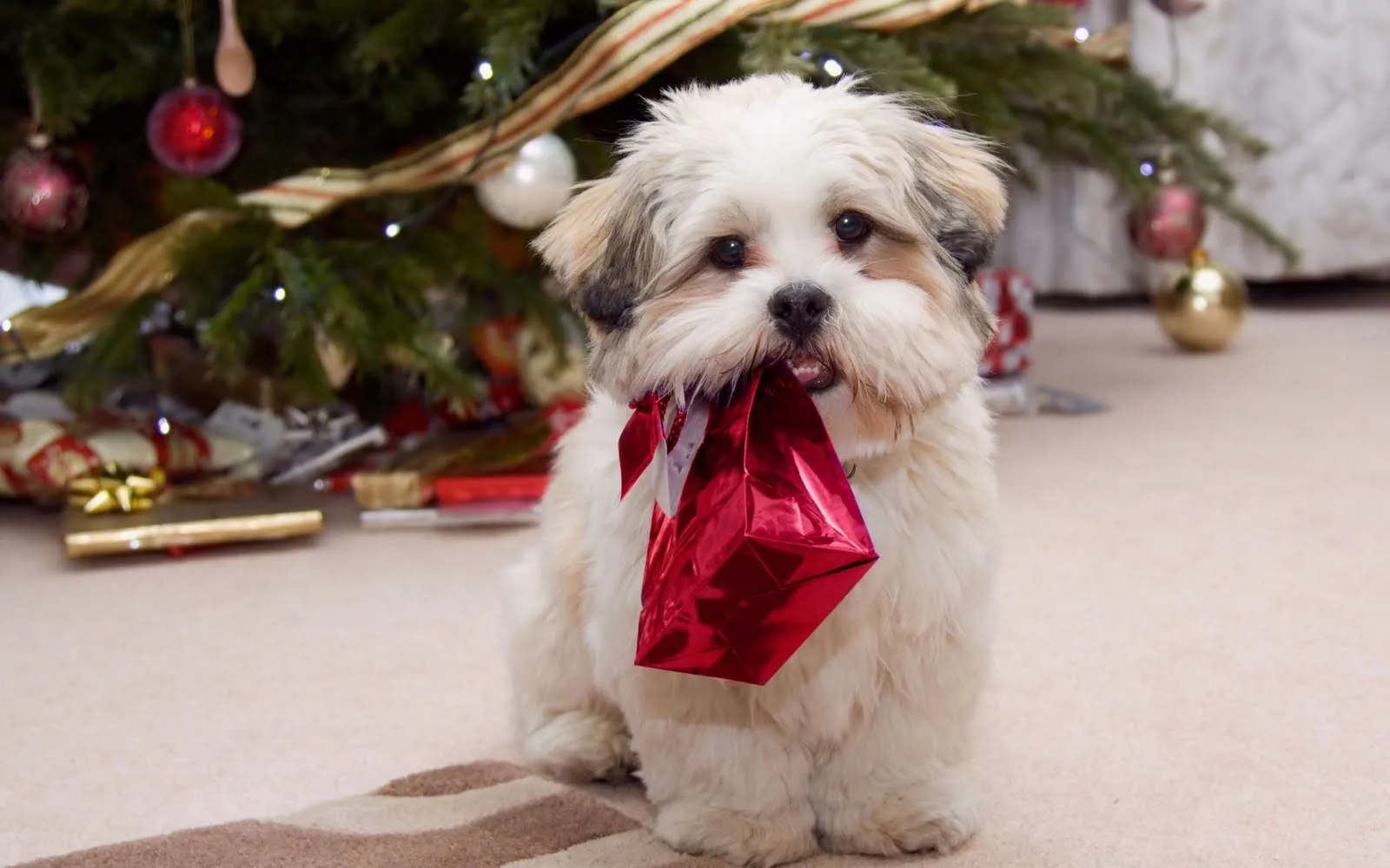 Perrito listo para Navidad - Puppy ready for Christmas